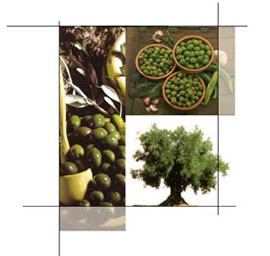 Aceitunas